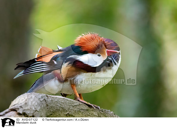 Mandarin duck / AVD-07122