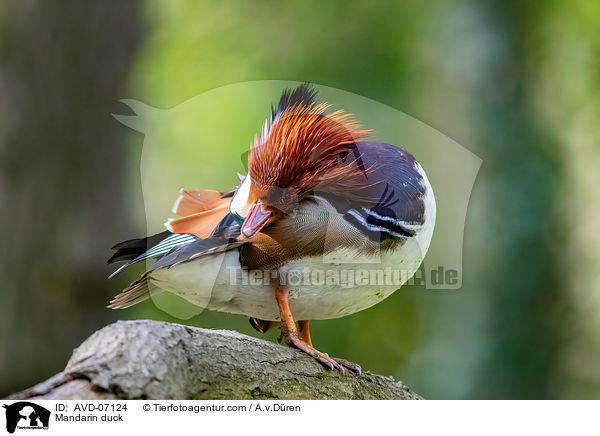 Mandarinente / Mandarin duck / AVD-07124
