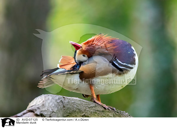 Mandarinente / Mandarin duck / AVD-07125