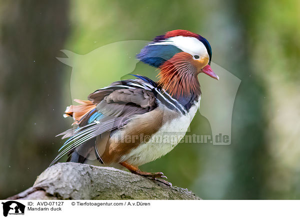 Mandarinente / Mandarin duck / AVD-07127