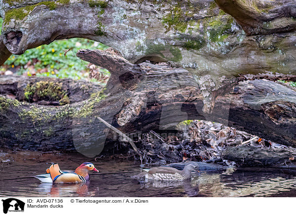 Mandarinenten / Mandarin ducks / AVD-07136