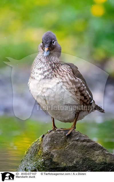 Mandarinente / Mandarin duck / AVD-07147