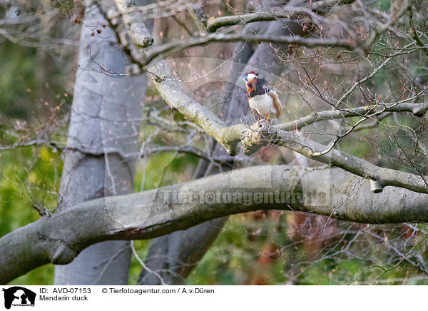 Mandarinente / Mandarin duck / AVD-07153