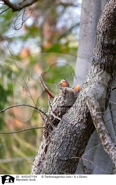 Mandarinente / Mandarin duck / AVD-07154