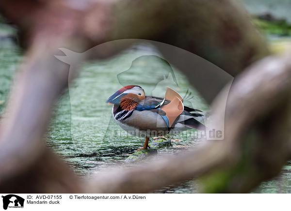 Mandarinente / Mandarin duck / AVD-07155