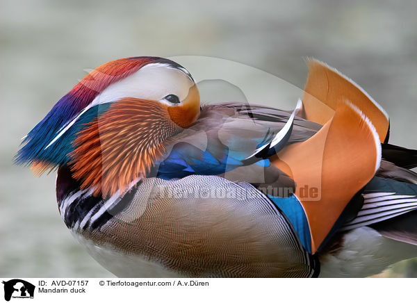 Mandarinente / Mandarin duck / AVD-07157