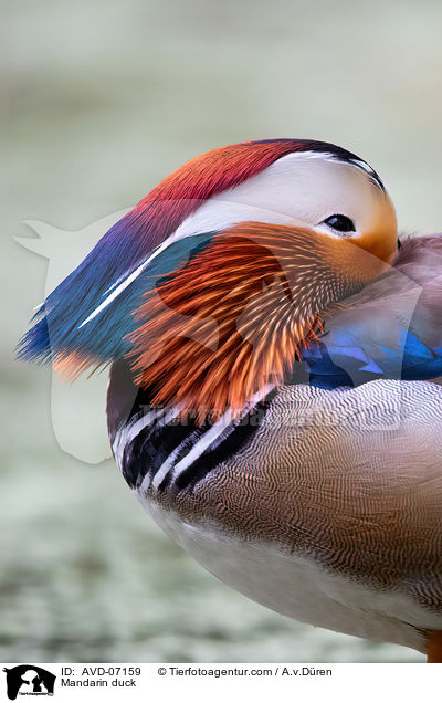 Mandarinente / Mandarin duck / AVD-07159