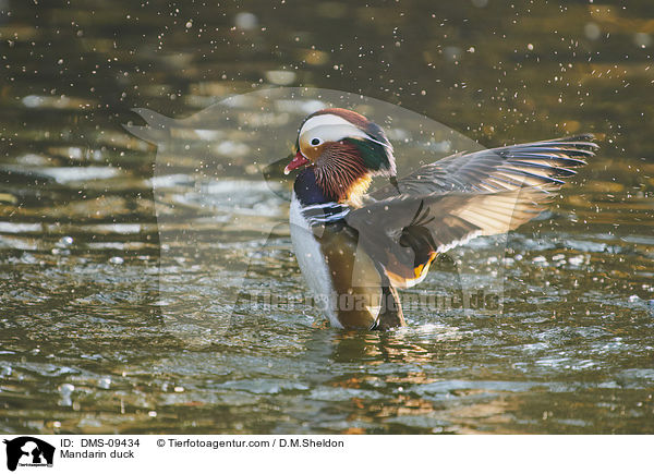 Mandarinente / Mandarin duck / DMS-09434
