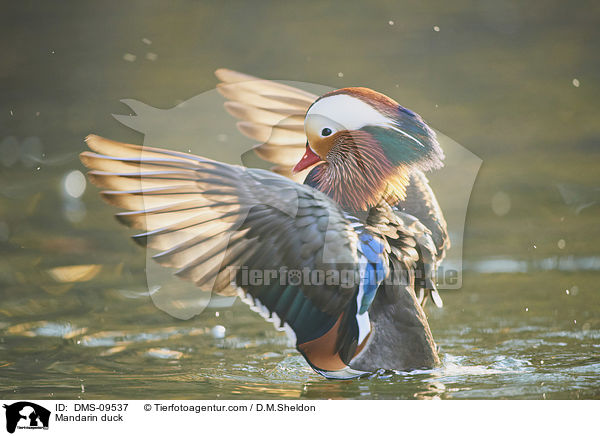 Mandarinente / Mandarin duck / DMS-09537
