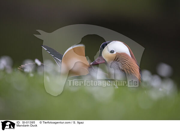 Mandarinente / Mandarin Duck / SI-01395