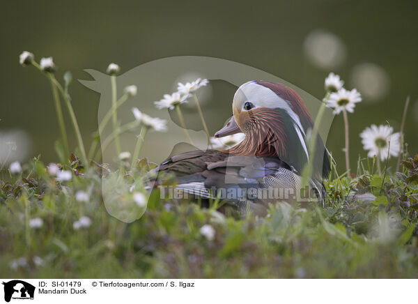 Mandarinente / Mandarin Duck / SI-01479