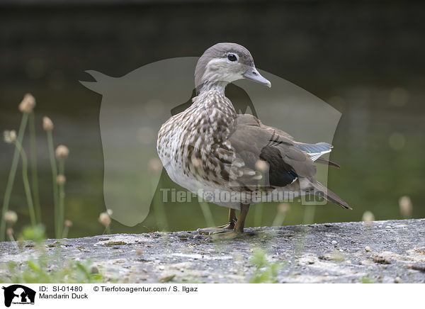 Mandarinente / Mandarin Duck / SI-01480