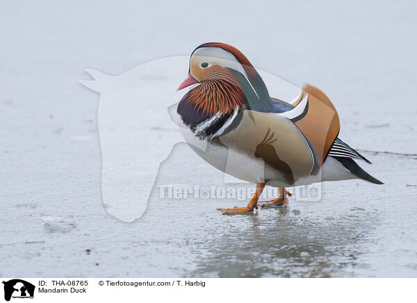 Mandarin Duck / THA-08765