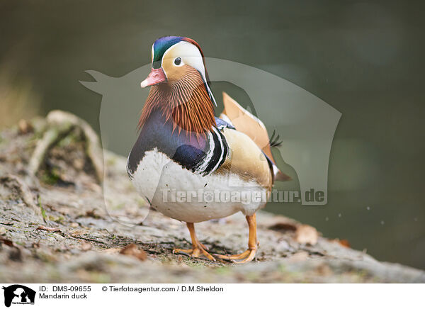 Mandarin duck / DMS-09655