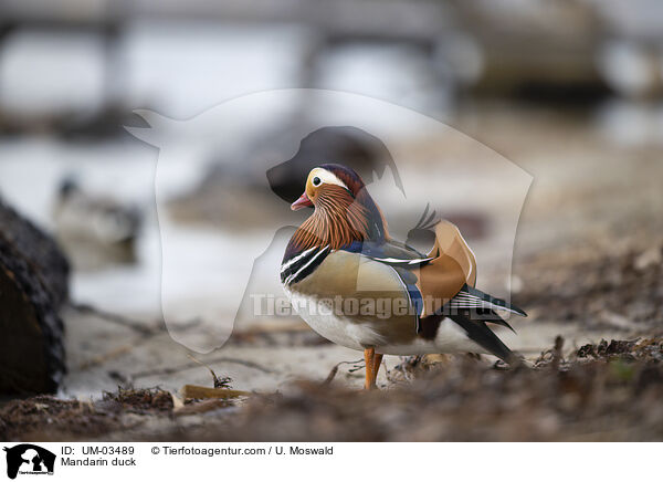 Mandarinente / Mandarin duck / UM-03489