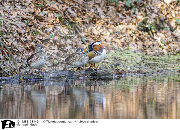 Mandarinente / Mandarin duck / MBS-28149