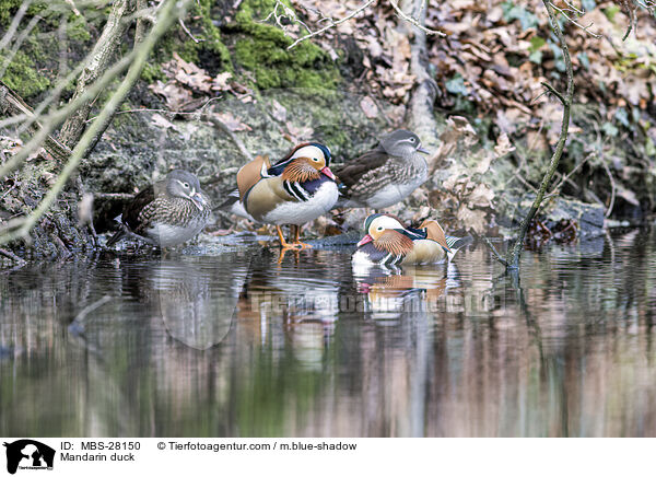 Mandarinente / Mandarin duck / MBS-28150