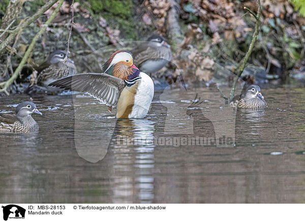 Mandarinente / Mandarin duck / MBS-28153