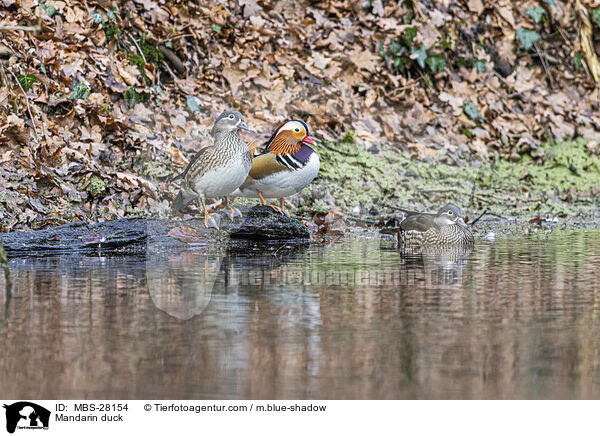 Mandarinente / Mandarin duck / MBS-28154