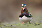 Mandarin duck