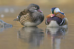 Mandarin ducks