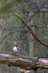 Mandarin duck