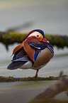 Mandarin duck