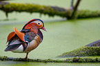 Mandarin duck