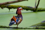 Mandarin duck