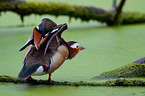 Mandarin duck