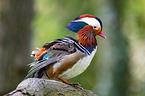 Mandarin duck