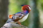 Mandarin duck