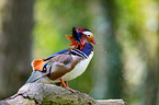Mandarin duck