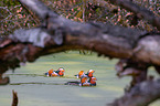 Mandarin ducks