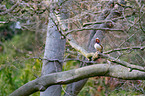 Mandarin duck