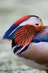 Mandarin duck