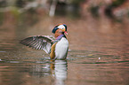 Mandarin duck