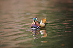 Mandarin duck