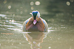 Mandarin duck