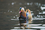 Mandarin duck