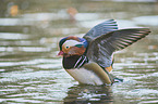 Mandarin duck