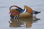 Mandarin Duck