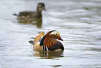 Mandarin duck