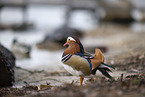 Mandarin duck