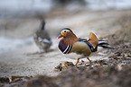 Mandarin duck
