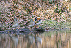 Mandarin duck