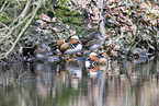 Mandarin duck