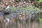 Mandarin duck