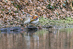 Mandarin duck