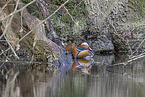 Mandarin duck